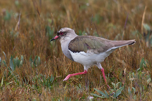 Andean Lapwing