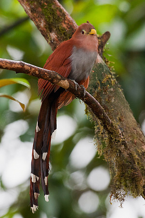 ECBD00158 Squirrel Cuckoo