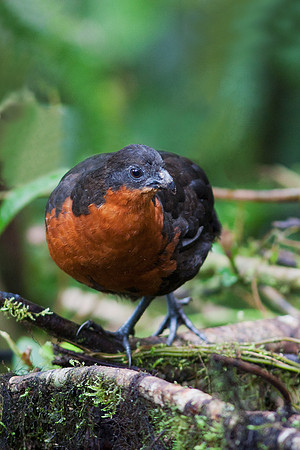 ECBD00479 Dark-backed Wood Quail
