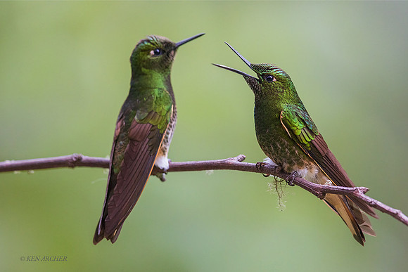 ECHB01512  - Buff-tailed Coronet Hummingbird