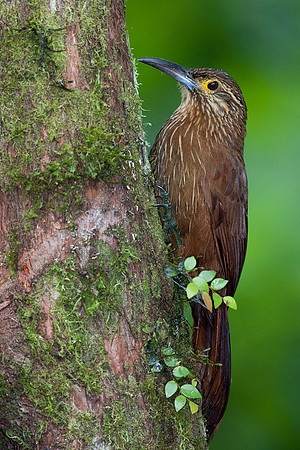 ECBD00116-Strong-billed-Woodcreeper