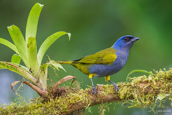 ECTR00287 - Blue-capped Tanager