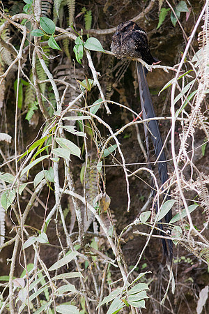 ECBD00567 Lyre-tailed Nightjar