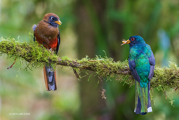 ECTN00208 - Masked Trogon