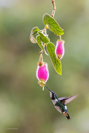 ECHB02901 - White-bellied Woodstar