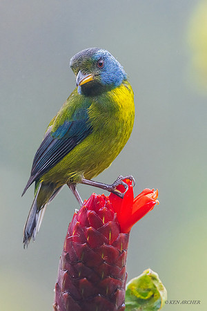 ECTR00428 - Moss-backed Tanager