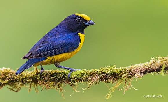 ECBD00447 - Orange-crowned Euphonia