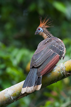 ECBD01167 Hoatzin