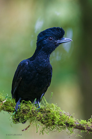 ECUB00008 - Long-wattled Umbrella Bird