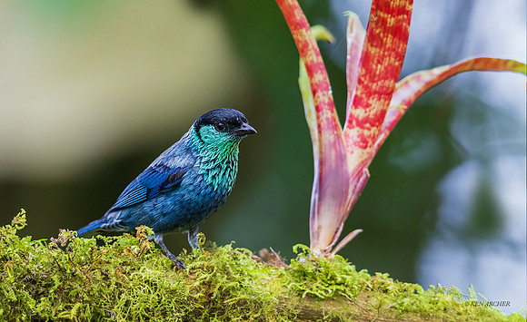 ECTR00261 - Black-capped Tanager