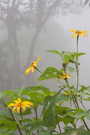 ECSF00019 Cloud Forest