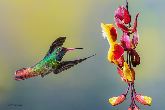 ECHB02530 - Rufous-tailed Hummingbird