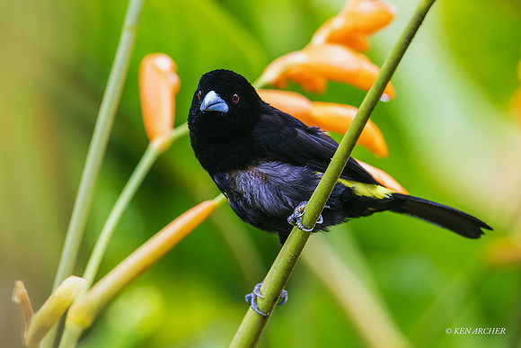 ECTR00733 - Flame-rumped Tanager