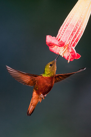 ECHB00794 Chestnut-breasted Coronet