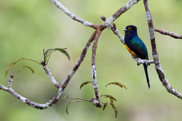ECBD00933 White-tailed Trogon