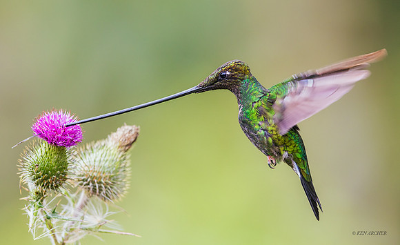 ECHB04869 - Sword-billed Hummingbird