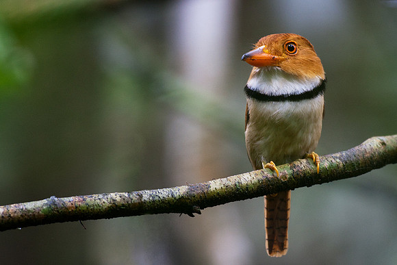 Collard Puffbird