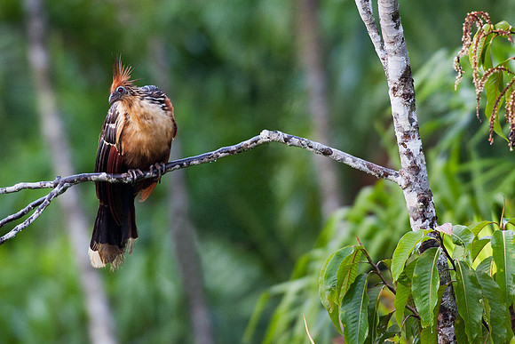 ECBD00844 Hoatzin