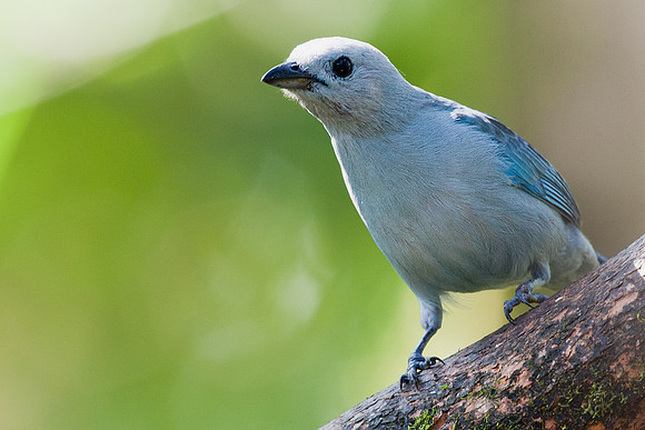 ECBD00299 Blue-grey Tanager
