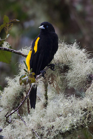 ECBD00773 Yellow-rumped Cacique