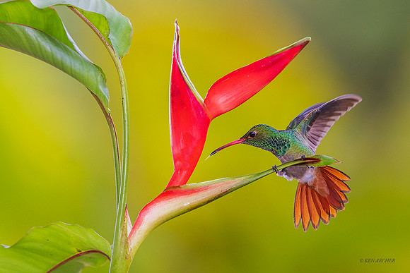 ECHB03969 - Rufous-tailed Hummingbird