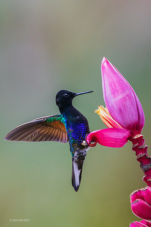 ECHB02782 - Velvet-purple Coronet