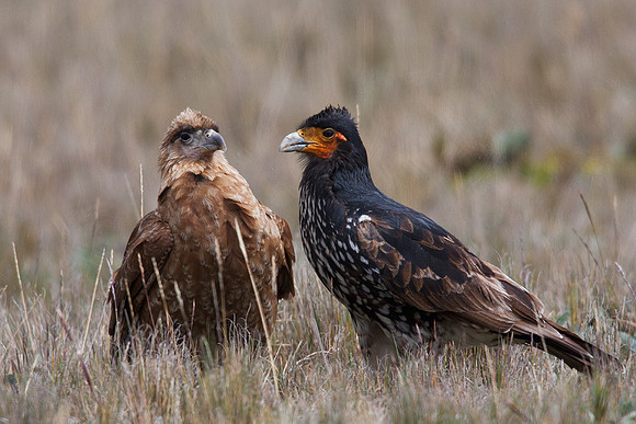 ECBD01845 Carunculated Caracara