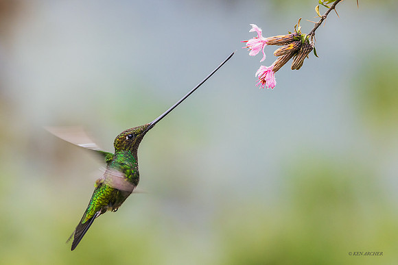 ECHB05023 - Sword-billed Hummingbird