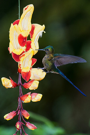 ECHB00654 Violet-tailed Sylth