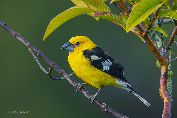 ECGK00015 - Golden Grosbeak