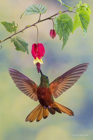 ECHB01840 - Chestnut-breasted Coronet Hummingbird