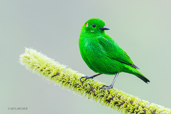 ECTR00473 - Glistening-green Tanager