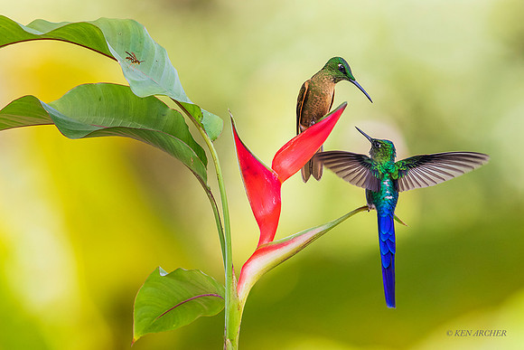 ECHB03684  - Violet-tailed Sylph, Fawn-breasted Brilliant