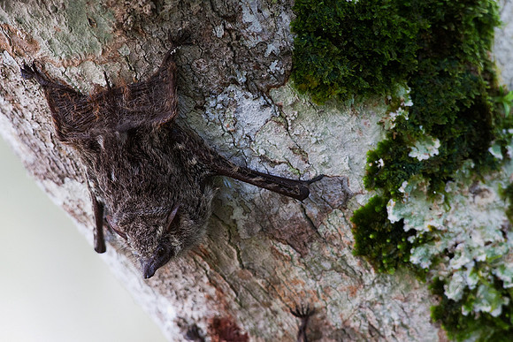 ECBD01197 Long-nosed Bat
