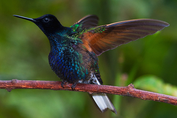 Velvet-purple Coronet