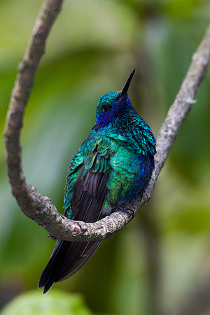 Sparkling Violetear