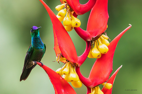 ECHB02983 - Violet-fronted Brilliant Hummingbird