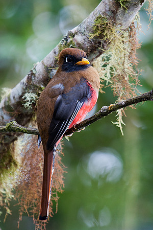 ECBD00735 Masked Trogon (female)