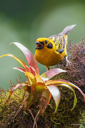 ECTR00358 - Golden Tanager