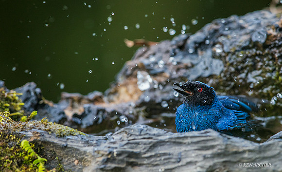 ECFP00033 -Masked Flowerpiercer