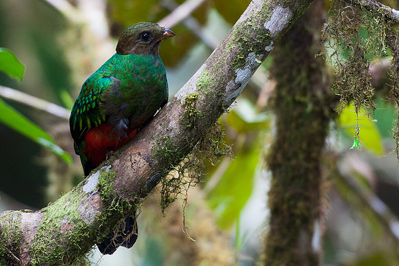ECBD00346 Golden-headed Quetzal