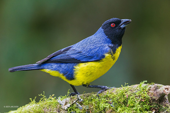 ECTR00908 - Hooded Mountain Tanager