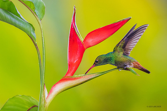 ECHB04105 - Rufous-tailed Hummingbird
