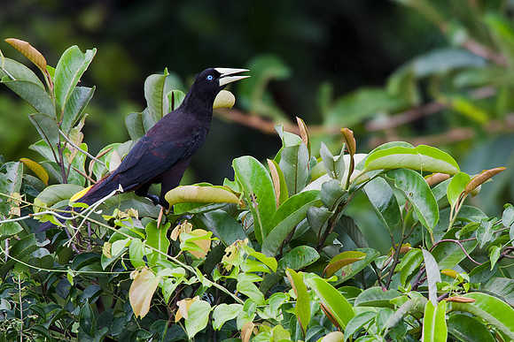 ECBD01042 Crested Oropendola