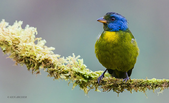 ECTR00848 - Moss-backed Tanager