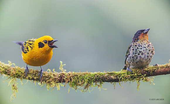 ECTR00836 - Golden Tanager