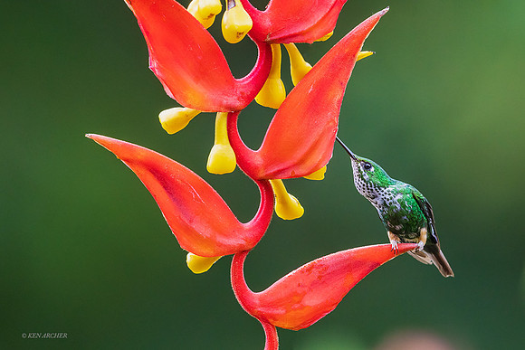 ECHB02976  - Violet-fronted Brilliant Hummingbird