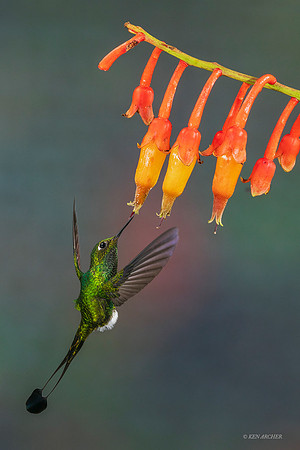 ECHB04200 - Booted Racket-tail Hummingbird