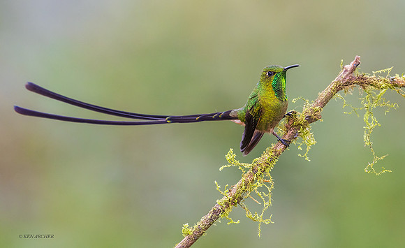 ECHB04388 - Black-tailed Trainbearer Hummingbird
