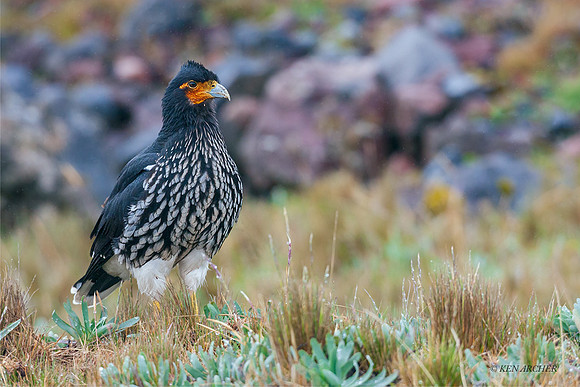 ECBP00472 - Carunculated Caracara